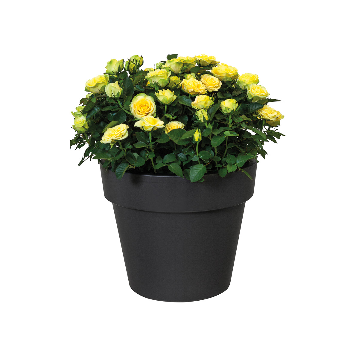 GREEN BASICS TOP PLANTER